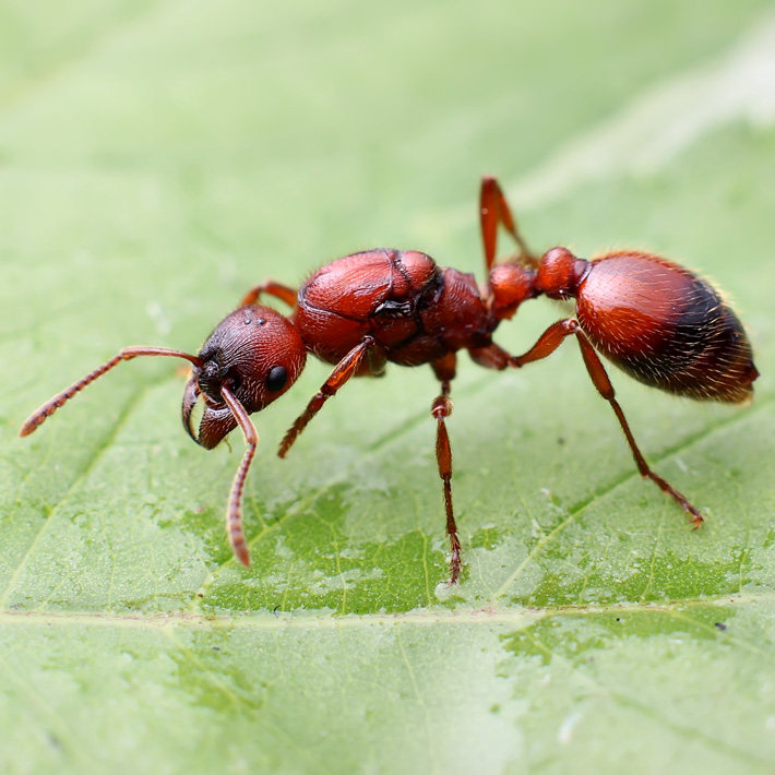 2019年新后小群 一只蚁后发展成一个帝国 生日新奇礼 物宠物蚂蚁