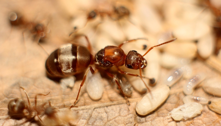 红林formicasinae宠物蚂蚁活体蚂蚁