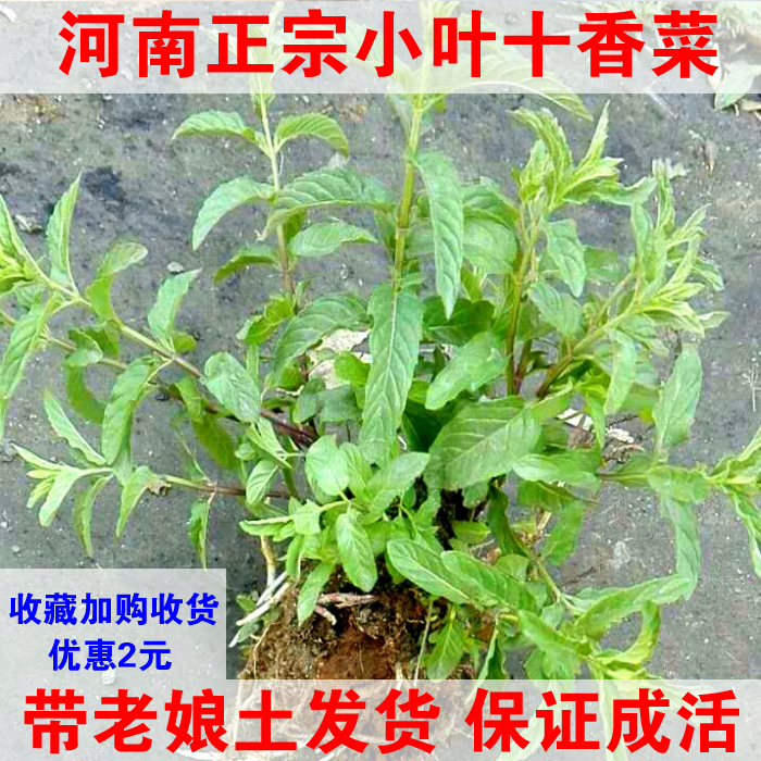 河南十香菜苗小叶食香菜调料蒜面条十香菜根红梗石香菜新鲜种植