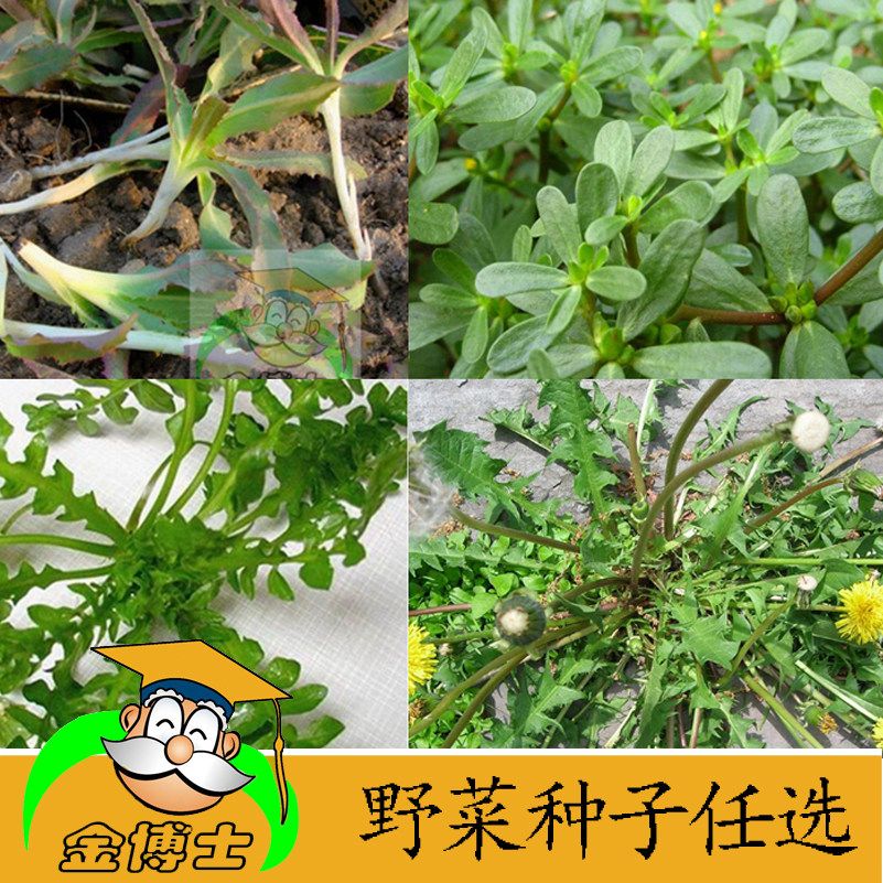 野菜种子野菜籽 野生蔬菜种子蒲公英苦菜苦麻菜荠菜马齿苋种孑