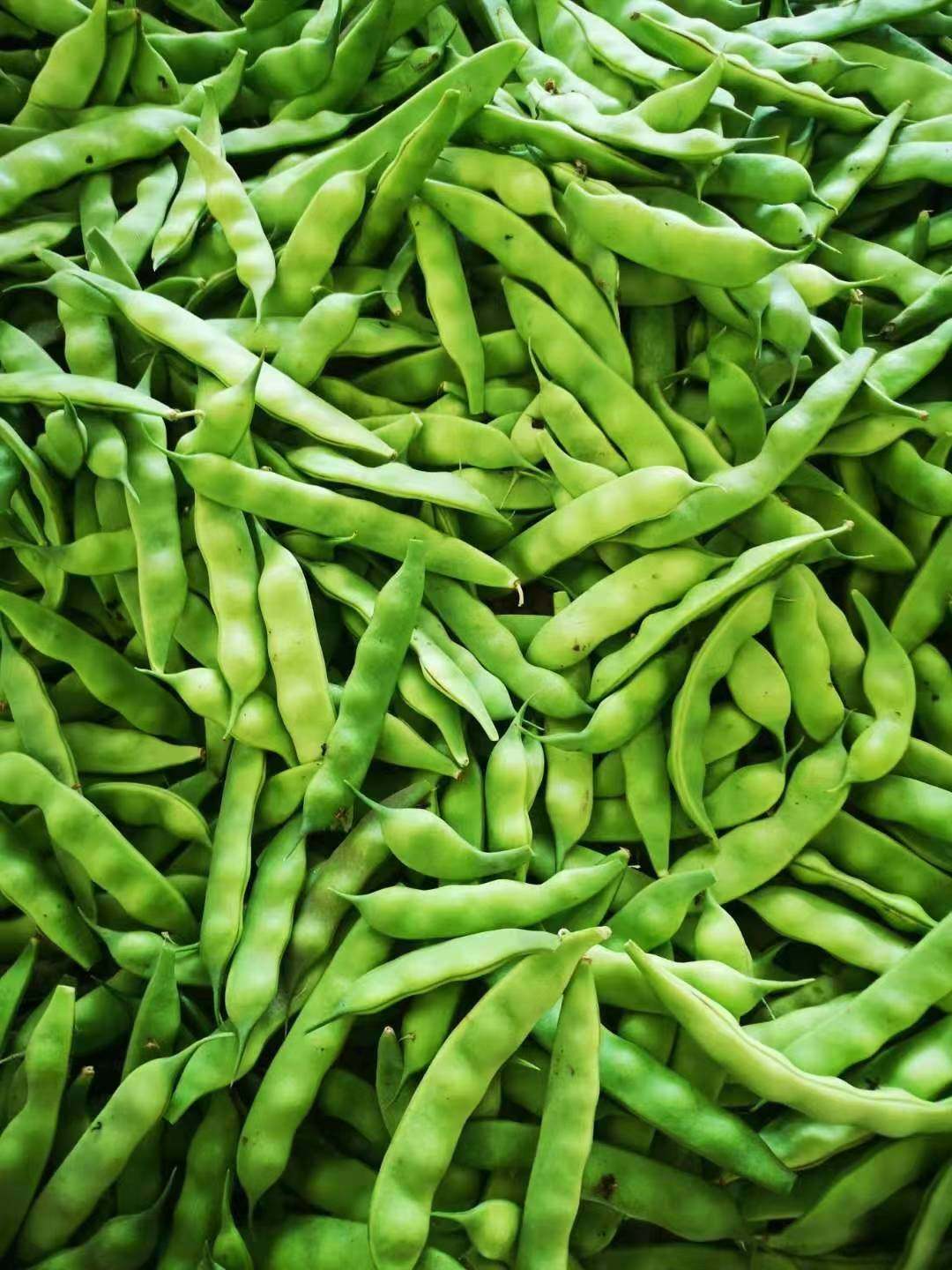 油豆角正宗东北油豆新鲜蔬菜九月青5斤包邮东北豆角