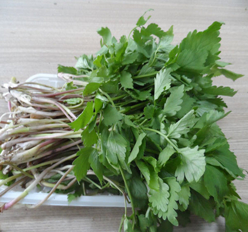 东北特产野生山野菜大叶芹食用山菜特价500g一份以上包邮顺丰