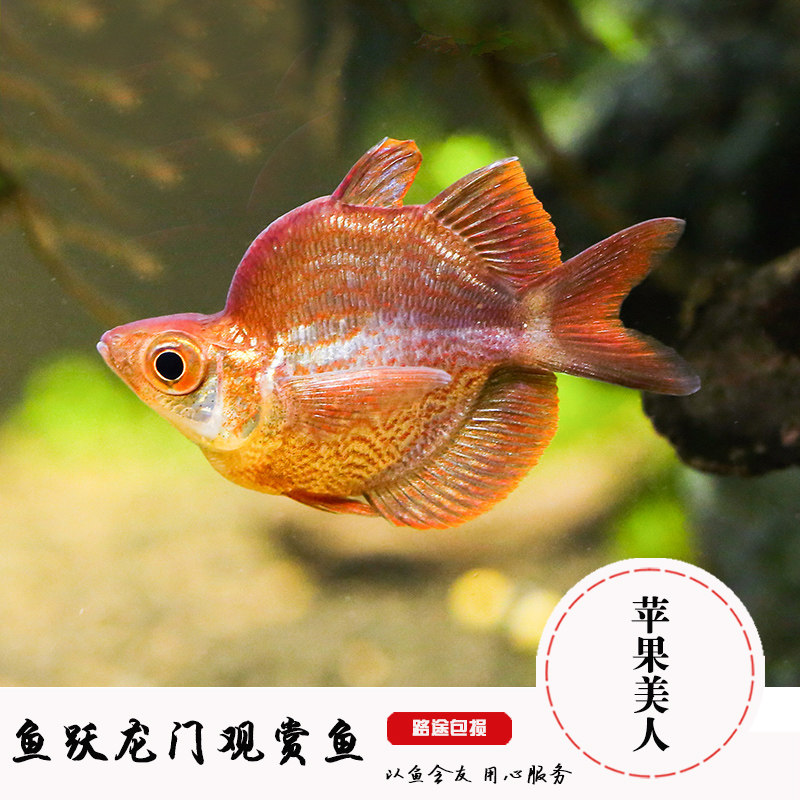 热销水草人_小型热带观赏鱼淡水鱼苹果美人球 苹果美人鱼水草缸美人鱼