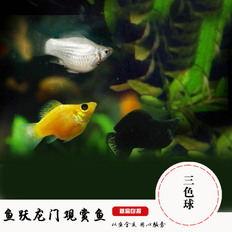 玛丽鱼品牌精品汇聚_价格大全 pc版 第47页-最宠网