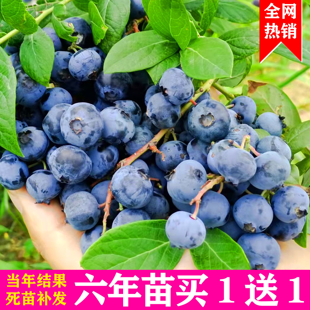 蓝莓树果苗特大带果南北方种植盆栽地栽当年结果带花苞兔眼蓝莓苗