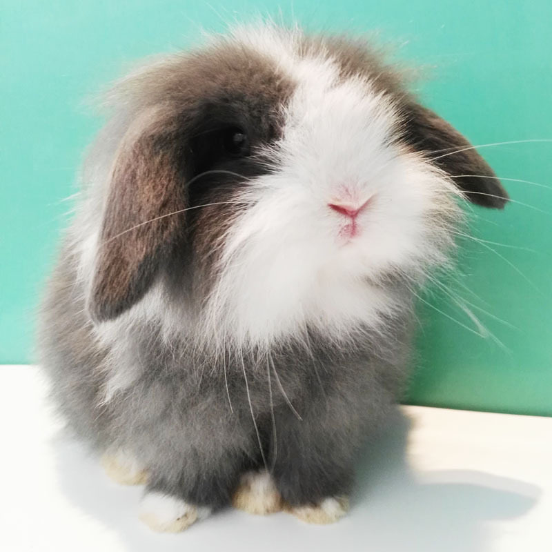 垂耳兔活宠物兔活物垂耳兔活兔子幼体纯种侏儒兔子活物猫猫荷兰兔