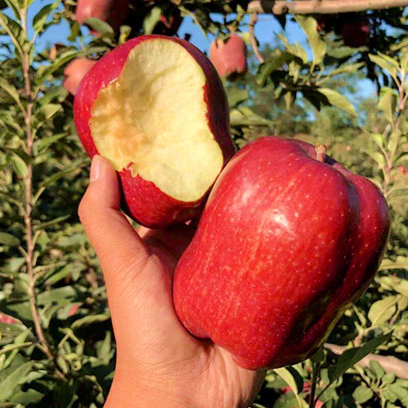 龙蛇果大额优惠券