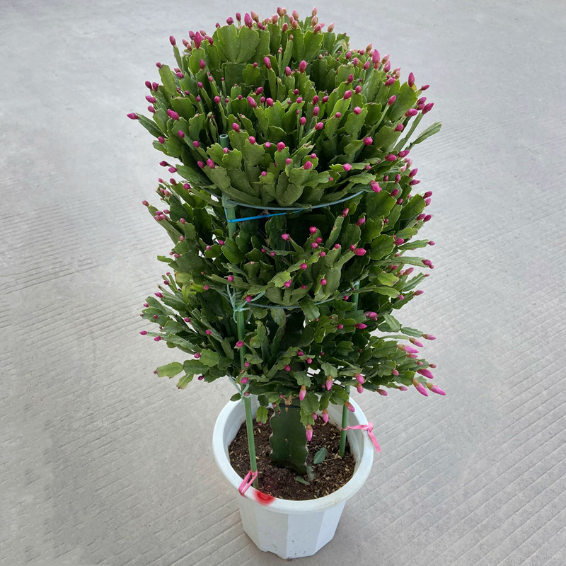 锦上添花