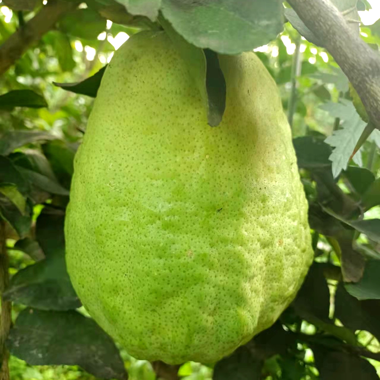 橼檀世家优惠专场,最新打折特卖商品,淘宝天猫优惠券领取-35优惠券网