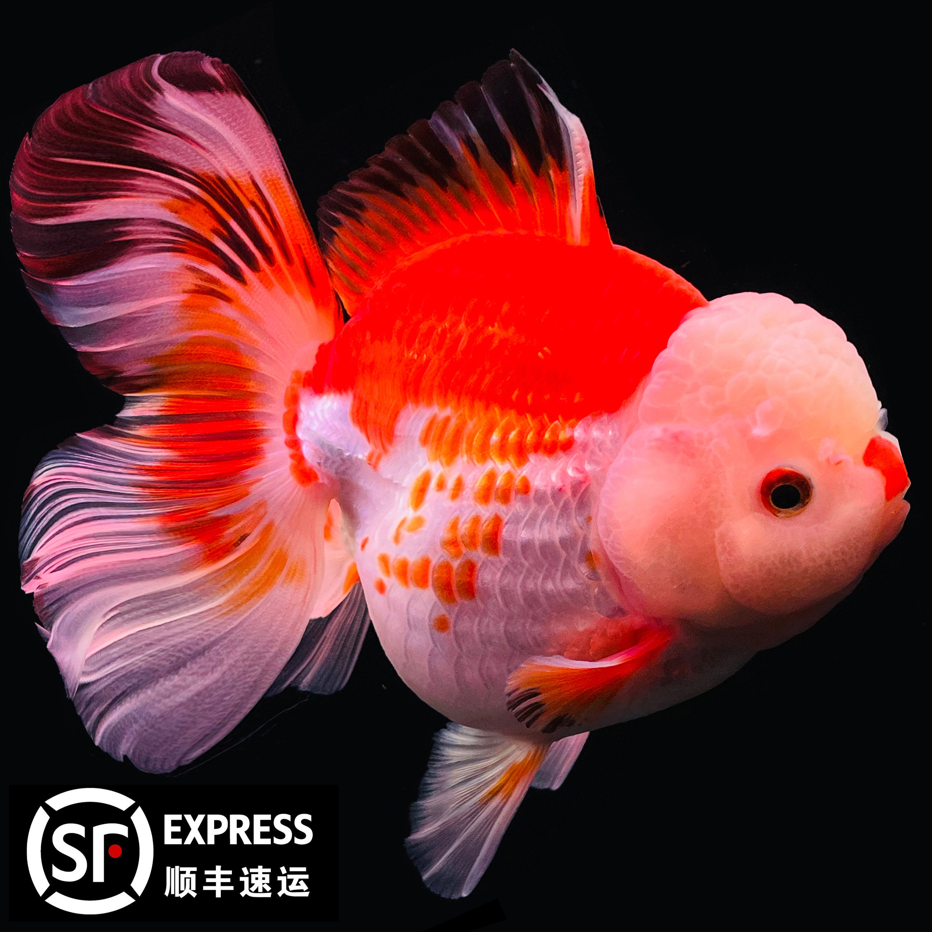 百褶泰狮金鱼红白五花菠萝泰狮进口f1麒麟樱花包金百褶裙观赏鱼