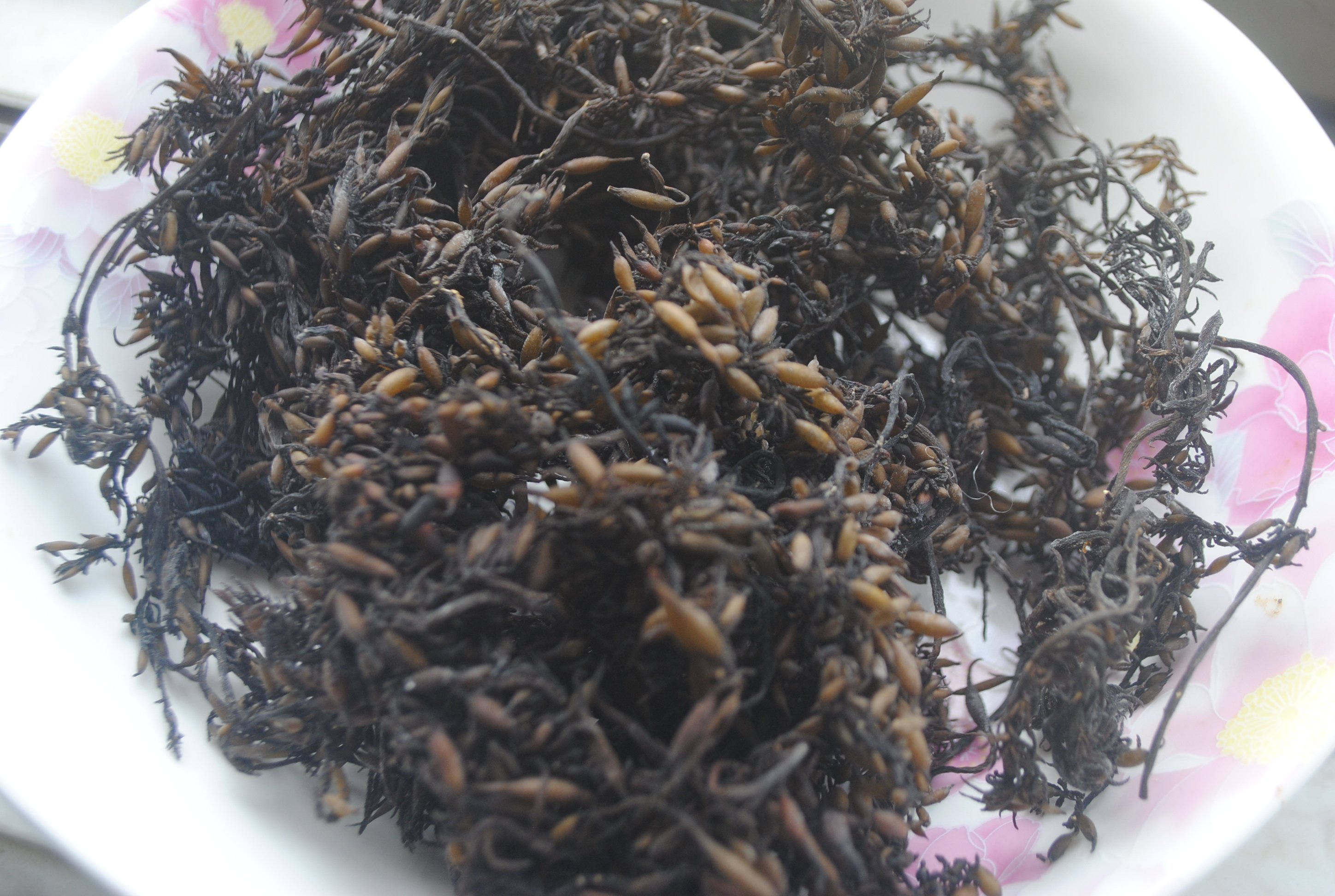 羊栖菜 长寿菜 万岁藻 鹿角尖海大麦海菜海藻干货2021年新货500g