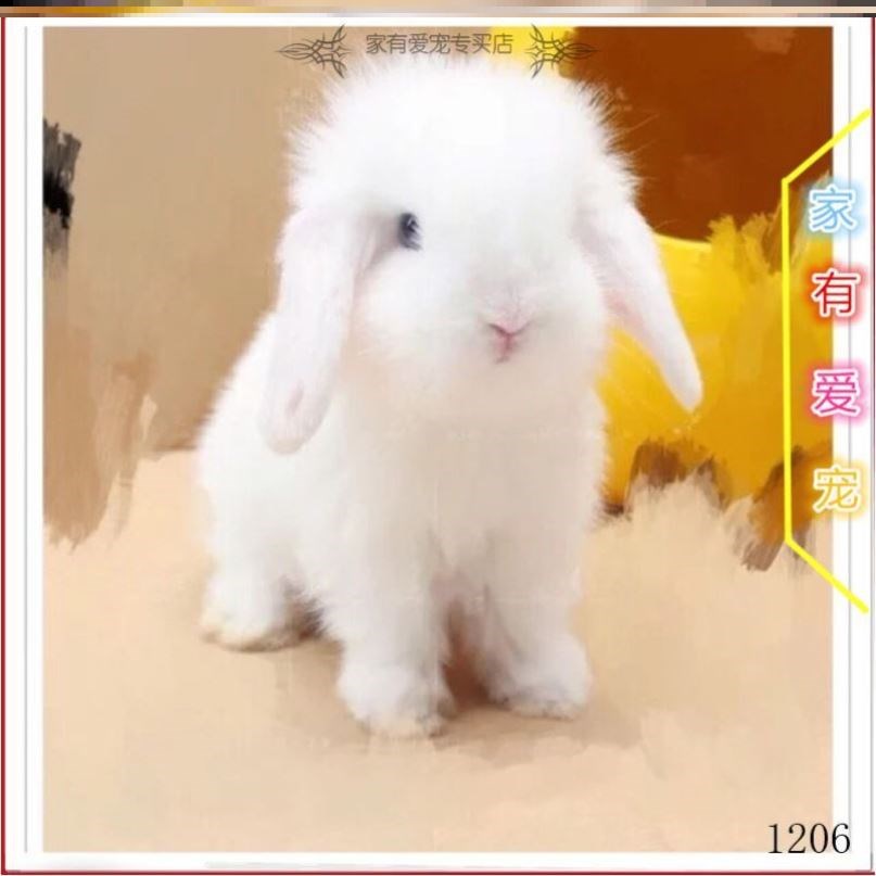 一对小可爱的兔兔活物小白兔不大长茶杯巨型母迷你兔子公侏儒小型