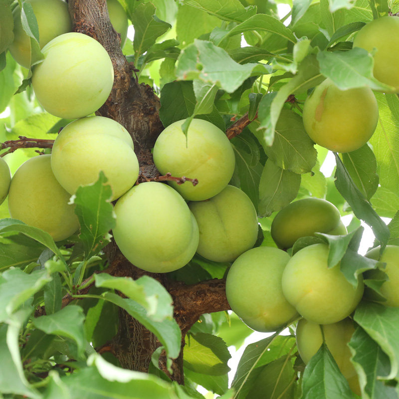 密云本地特产时令水果御皇李子酸甜可口肉厚皮薄脱骨多汁4斤包邮