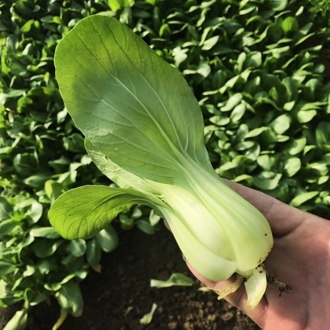 一折新鲜香菇现摘_大油菜 鲜嫩油白菜新鲜蔬菜香菇油菜密云老农家种植