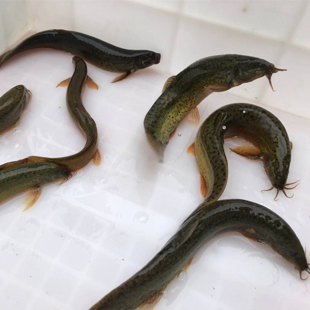 密云野生 泥鳅 新鲜泥鳅炖豆腐下单现捕500克 拍3份多省顺丰包邮