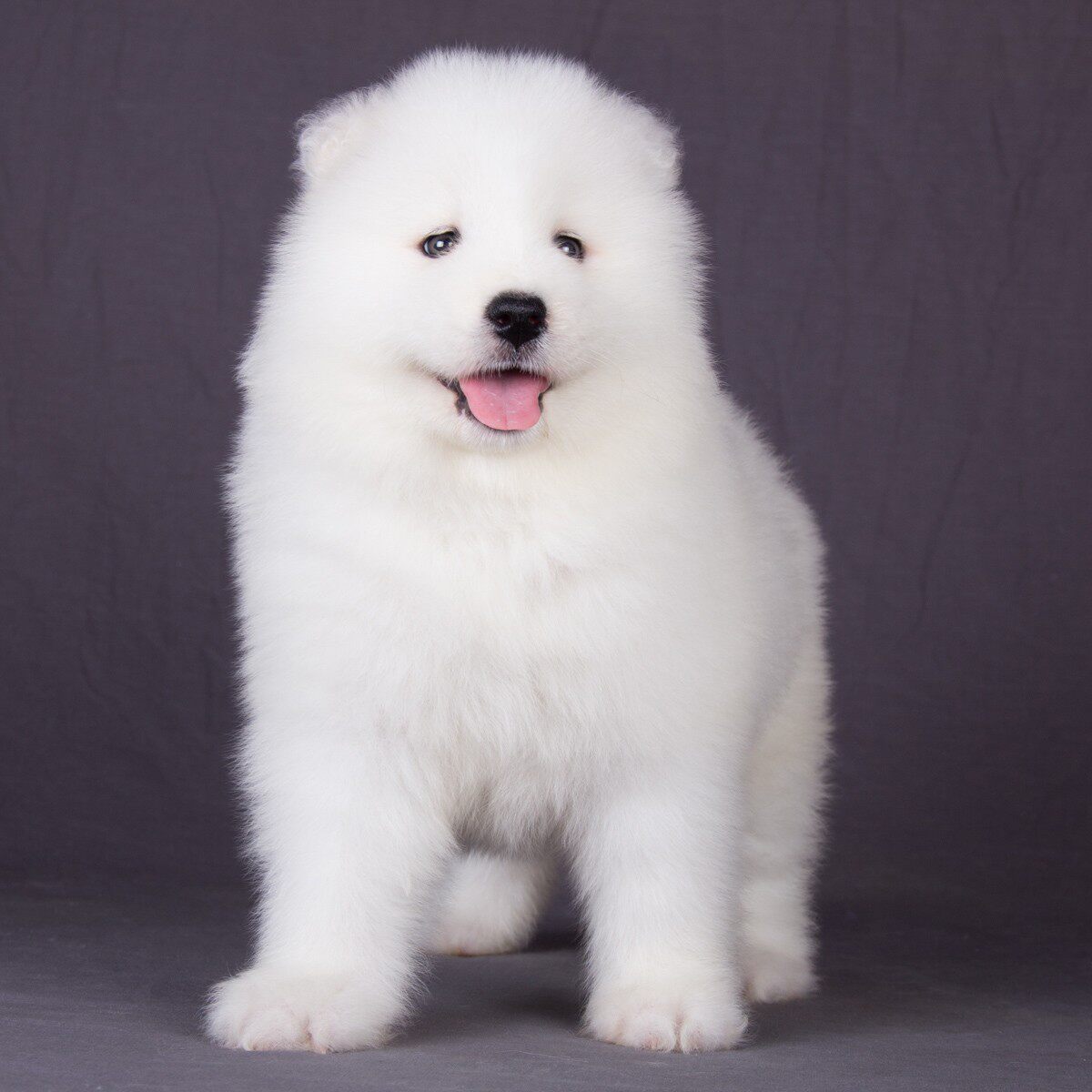 纯种萨摩耶幼犬雪橇犬微笑天使熊版萨摩耶犬活体幼崽宠物狗狗活体