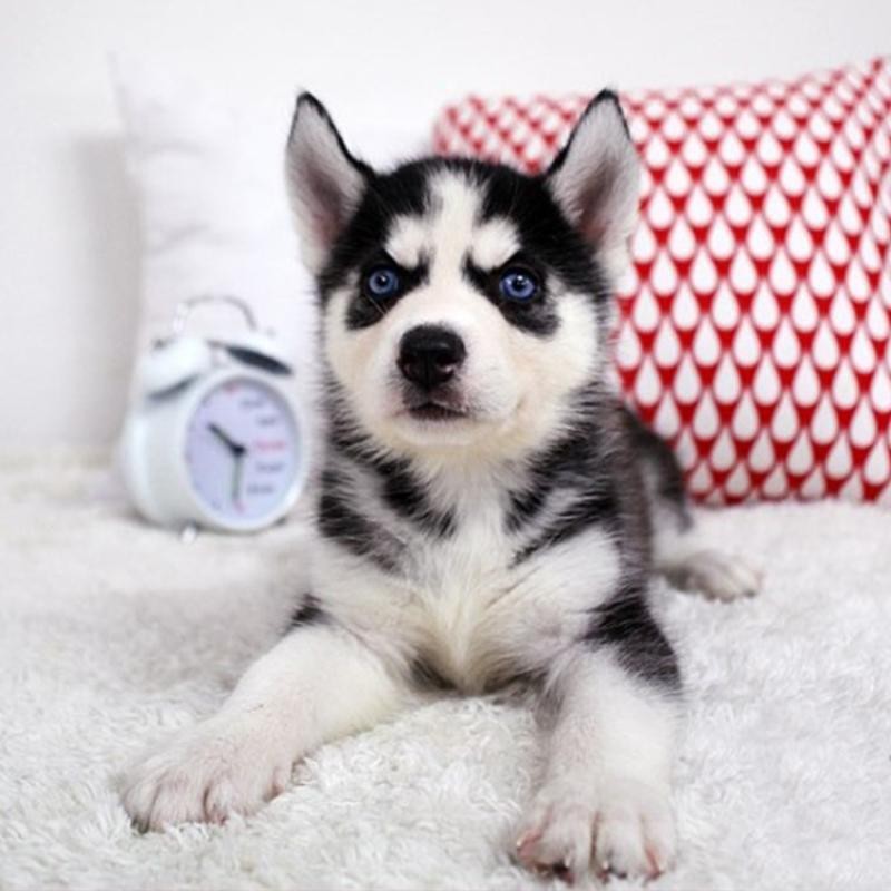 一折哈士奇幼犬纯种活体