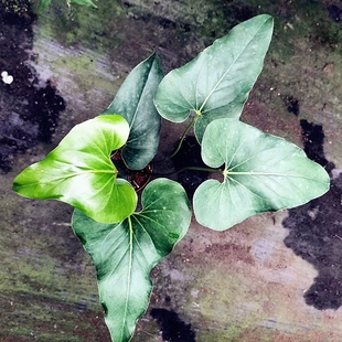 包邮 布朗尼花烛室内绿植观赏植物办公室盆栽耐阴阳台花卉