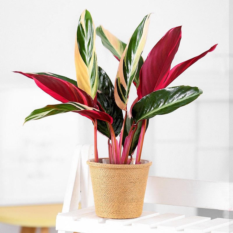 七彩竹芋彩叶孔雀植物花卉盆栽室内办公室多彩网红北欧绿植