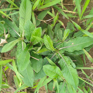 野生红花地胆草 新鲜苦地胆 坐地娘 整株地胆头地斩头丁茄夫 包邮