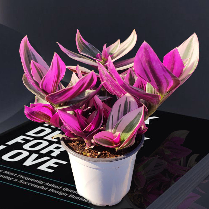 婚礼油画 婚礼吊兰彩色观叶进口贵货悬吊植物古典花园