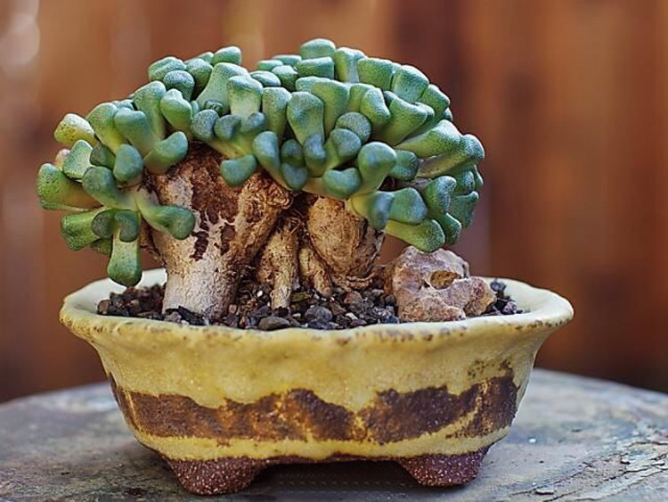 根块多肉 唐扇一物一拍萝卜根番杏科 天女仙女 多肉植物花卉盆栽