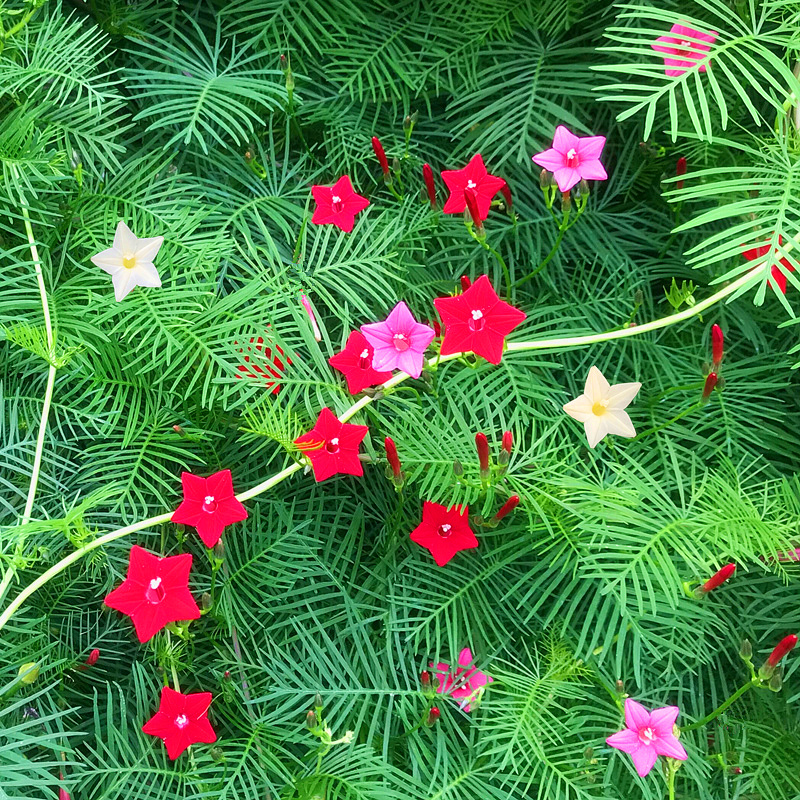 植物种子四季易种开花_庭院爬藤植物五角星花盆栽羽叶茑萝花种子阳台
