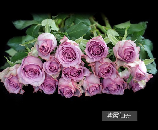 紫霞仙子月季广东图片