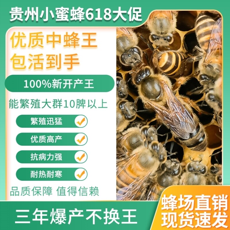 25元71去淘宝店购买70产品详情中蜂蜂王种王活体高产阿坝优质黑王