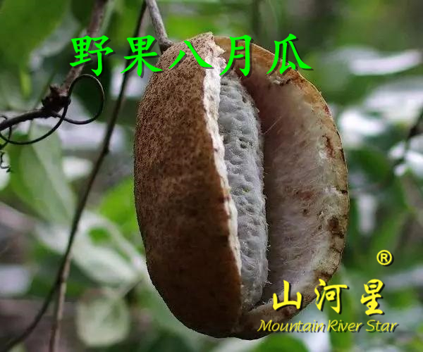 八月瓜5斤