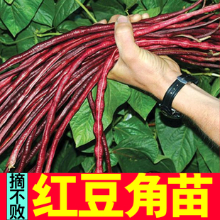 摘不败绿豇豆苗秧压塌架红长豆角种子籽四季种植带土发货阳台盆栽