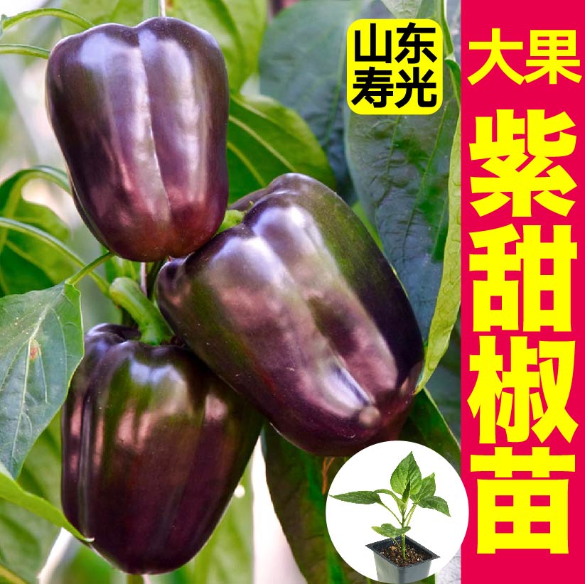 多彩紫甜椒苗秧红黄绿圆方太空椒种子