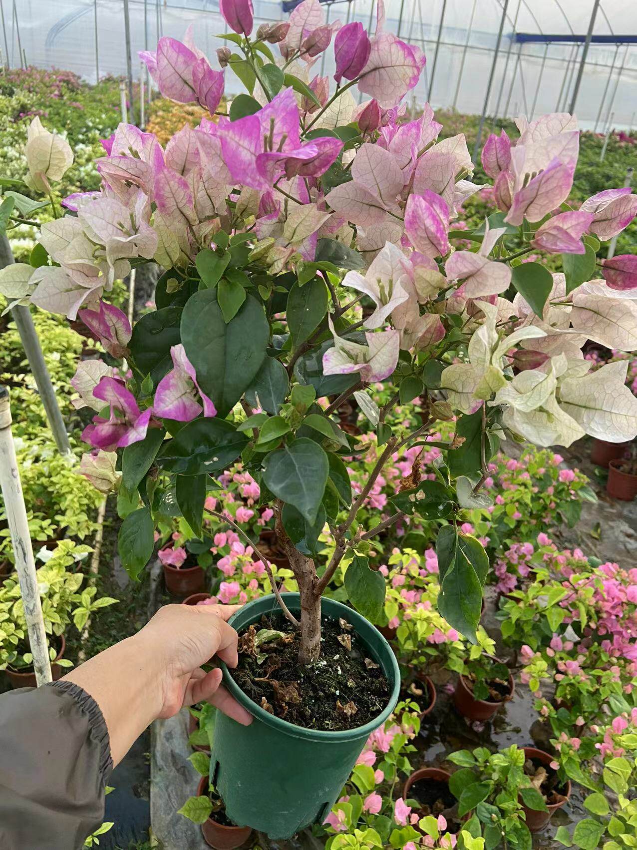 皇帝三角梅 庭院种植植物 四季开花勤花品种 净化空气