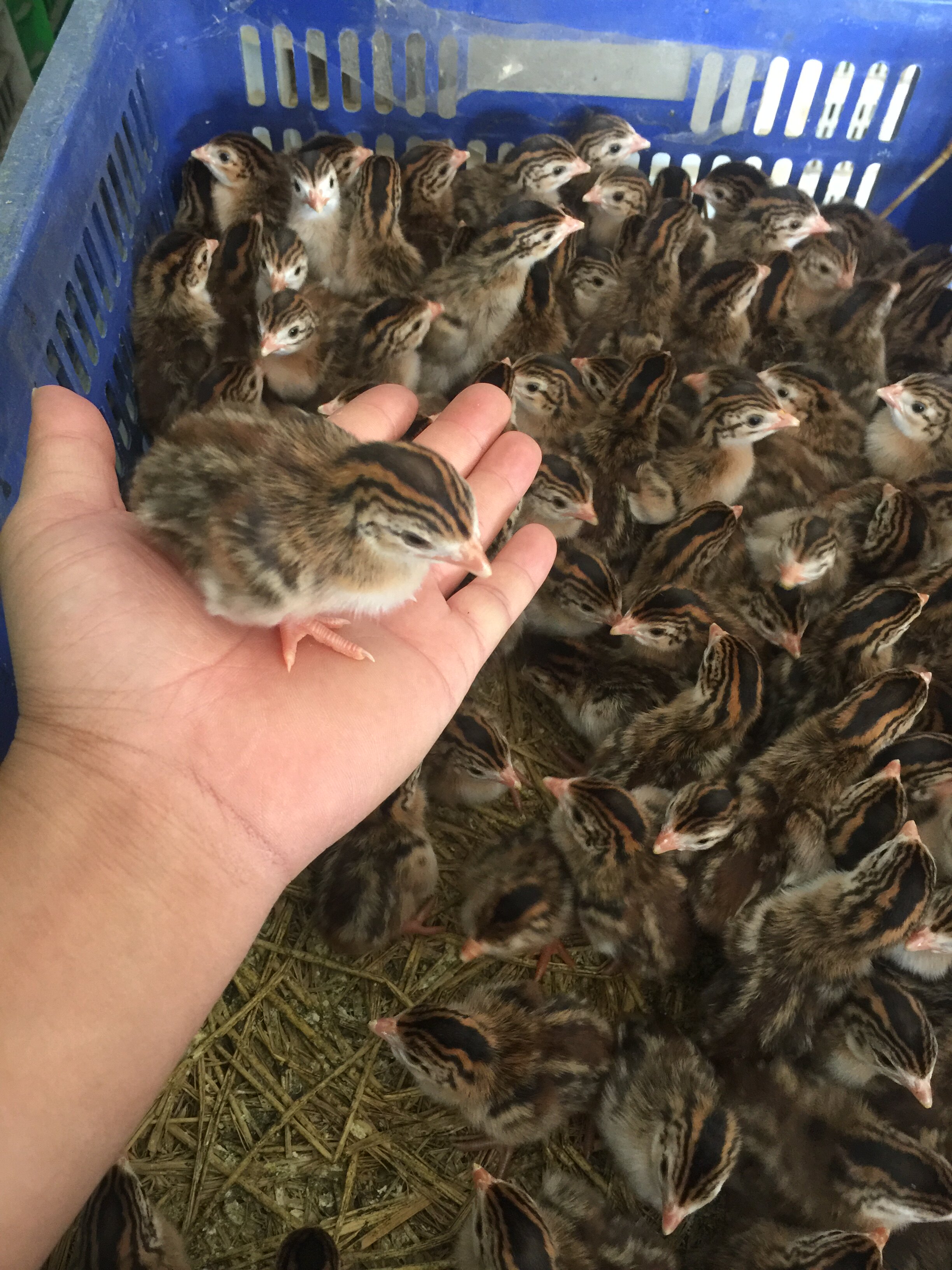 珍珠鸡苗,活体小鸡苗,珠鸡种苗,鸡苗运输包活包健康,包接种疫苗