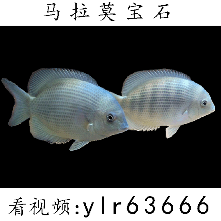 宝石美洲慈鲷鱼马拉莫神眼鱼龙龙鱼配鱼热带鱼