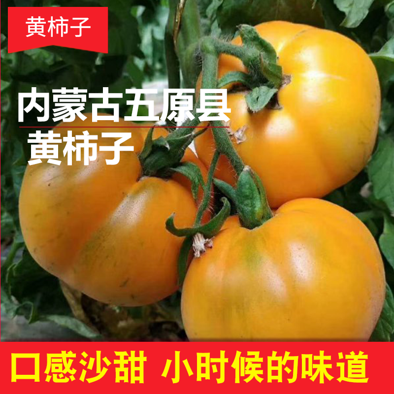 内蒙古五原黄柿子 现摘现发黄色西红柿新鲜蔬果番茄黄柿子6斤包邮