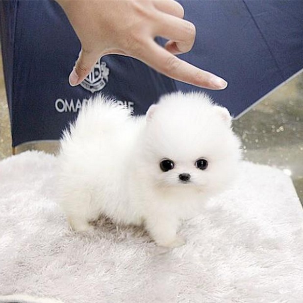 出售哈多利系博美犬幼犬活体俊介犬宠物狗狗博美小狗长不大茶杯狗