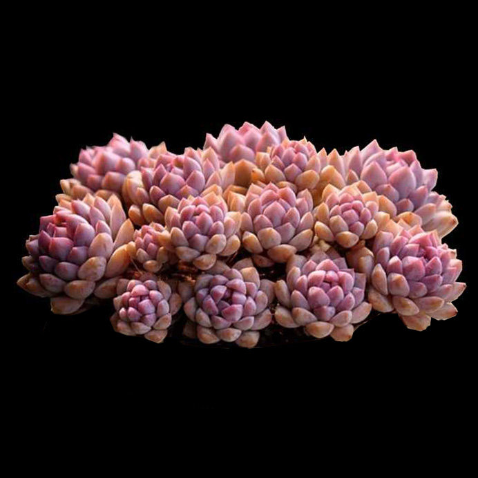 粉蔓多肉植物子持白莲迷你莲 盆栽花卉办公室内云南大棚/适合新手