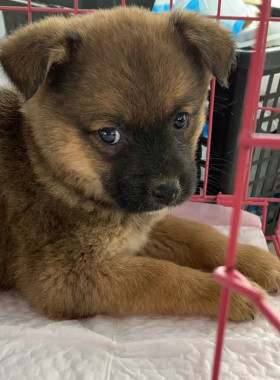 中华田园犬家养小土狗大黄狗黑狗土狗幼犬看家护院幼犬大型犬