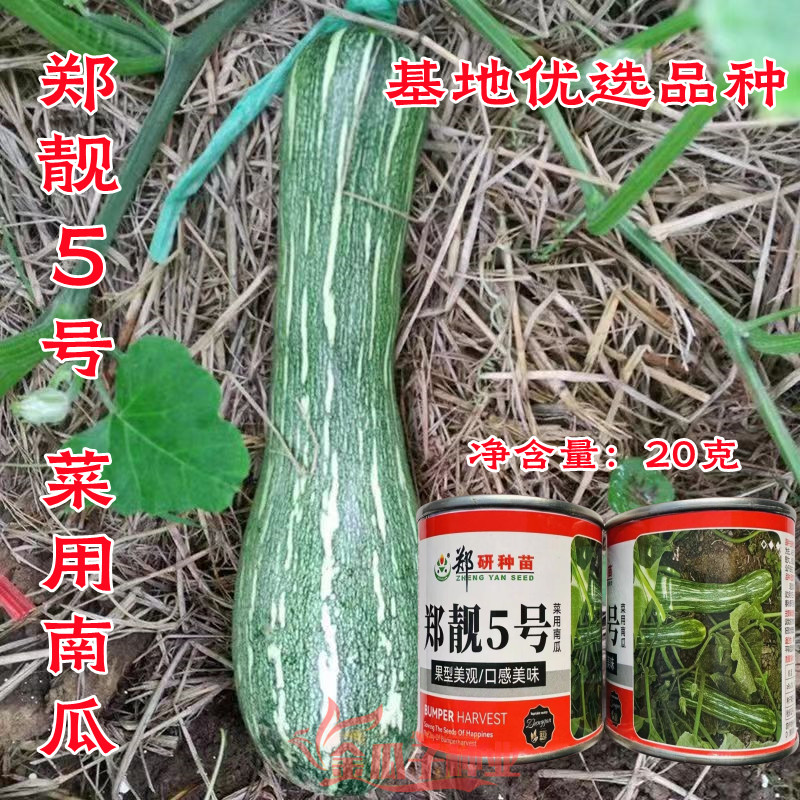 郑靓5号菜用南瓜种子早熟长圆条形南瓜春秋七叶早花皮菜南瓜种籽