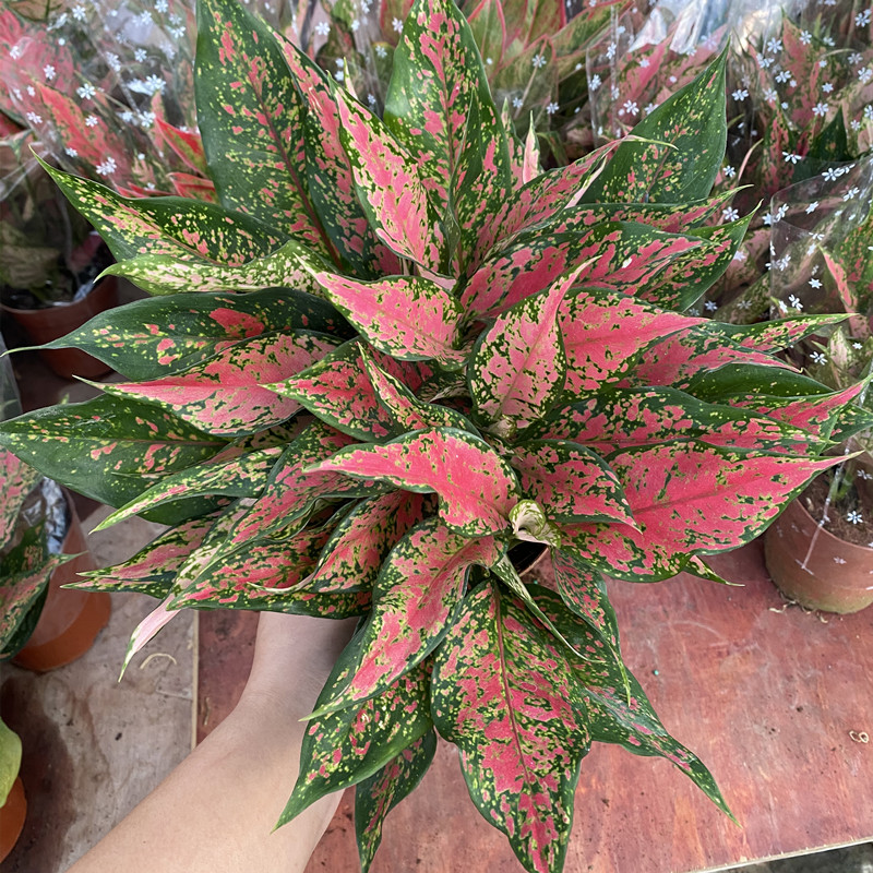 吉祥如意金皇后盆栽万年青苗阳台室内观叶绿植四季常绿吉利红植物