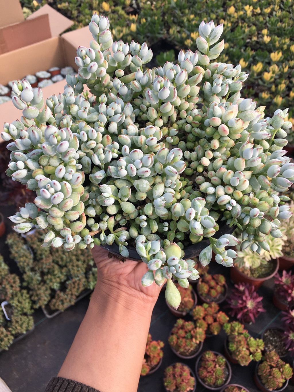 多肉植物达摩福娘多肉肉肉办公室内植物绿植状态好