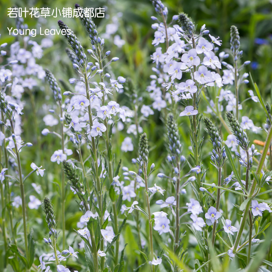 龙胆婆婆纳 长穗 穗花veronica gentianoides盆栽 耐寒 花境 草甸