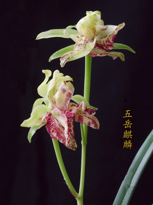 当年开花兰花花苗盆栽好发发货四季五岳麒麟时令草本花卉