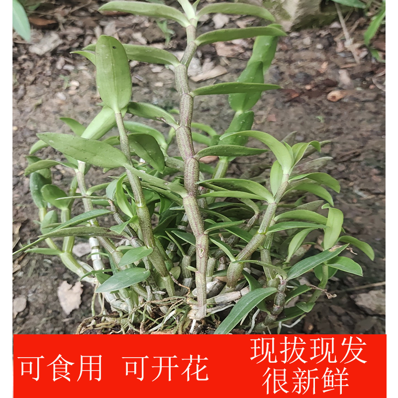 正宗铁皮石斛种植苗盆栽可食用可开花安徽中药材铁皮石斛苗做枫斗