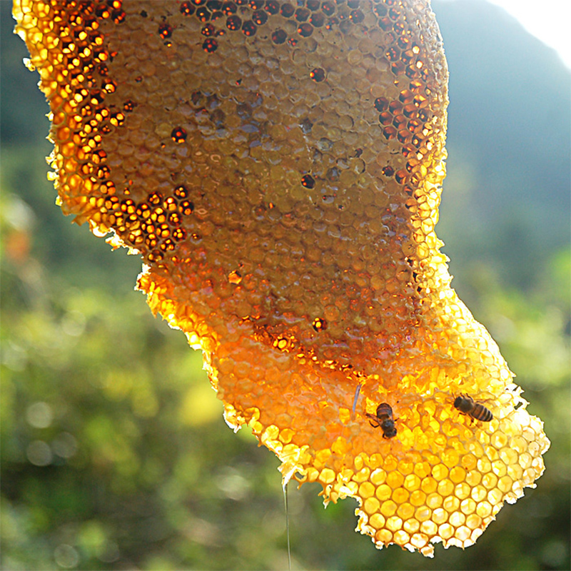 Hundred percent wild Flowers crystal honey bottled source Mountains Farm Production HONEYBEE pure Soil honeyin the Traditional nourishing food , Honey category - from Buy2taobao.com to provide professional Taobao agent buy service