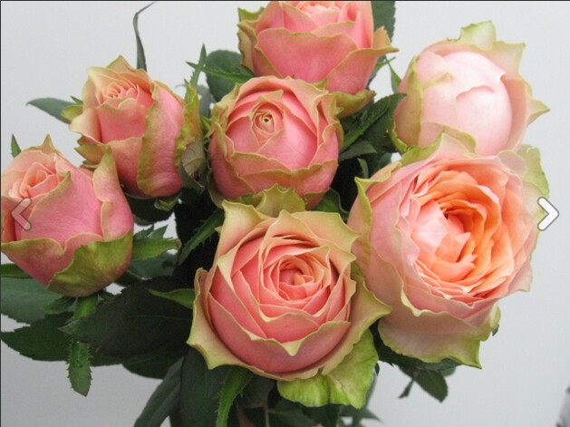 爱月季新品日月【教父】抹茶香切花 大包菜 浓香月季扦插花苗盆栽