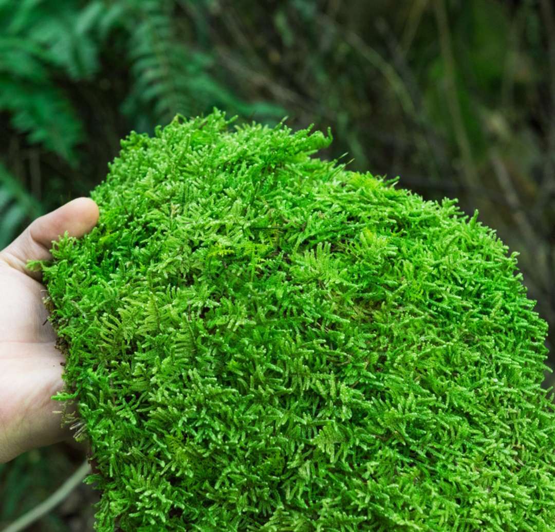 苔藓植物算不算图片