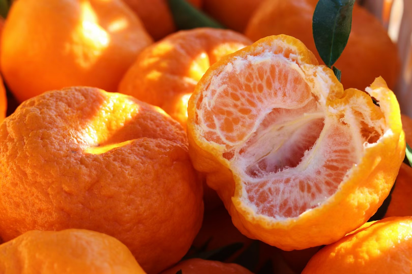 包邮 大理宾川特产椪柑带箱10斤新鲜现采整箱