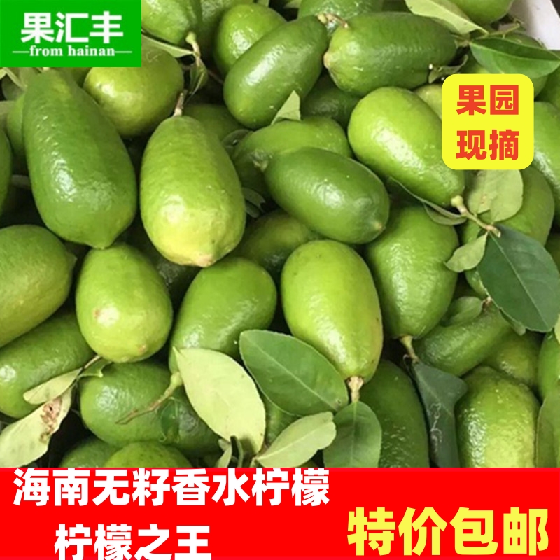 现货海南新鲜无籽香水柠檬奶茶店专用一级果青柠檬绿柠檬现摘包邮